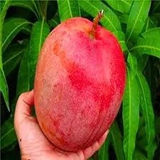 Miyazaki Mango (મિયાઝાકી કેરી)
